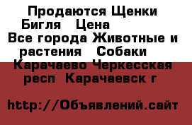 Продаются Щенки Бигля › Цена ­ 35 000 - Все города Животные и растения » Собаки   . Карачаево-Черкесская респ.,Карачаевск г.